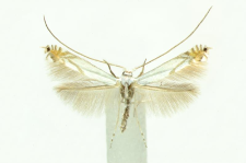 Lyonetia prunifoliella (Hübner, 1796)
