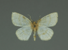 Cabera exanthemata (Scopoli, 1763)