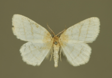Cabera pusaria (Linnaeus, 1758)