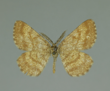 Ematurga atomaria (Linnaeus, 1758)
