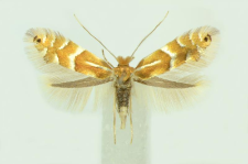 Phyllonorycter ulmifoliella (Hübner, 1817)