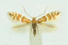 Phyllonorycter ulmifoliella (Hübner, 1817)