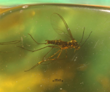 Sciaridae