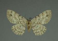 Hypomecis punctinalis (Scopoli, 1763)