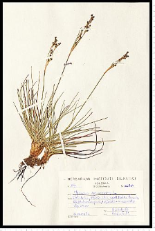 Juncus squarrosus L.