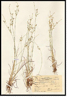 Juncus tenuis Willd.