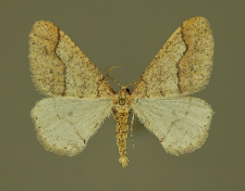 Agriopis marginaria (Fabricius, 1776)