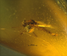 Chironomidae (Orthocladiinae)
