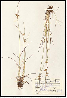 Juncus tenuis Willd.