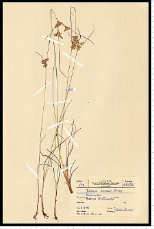 Juncus tenuis Willd.