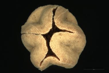 Lysimachia thyrsiflora L.