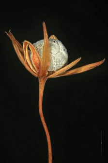 Trientalis europaea L.