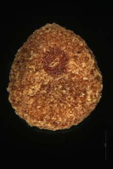 Cuscuta epithymum (L.) Murr.