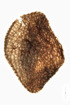 Pedicularis sceptrum-Carolinum L.