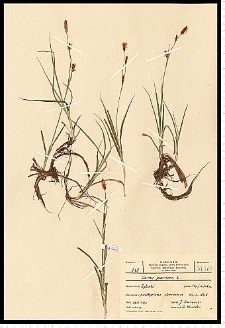 Carex panicea L.