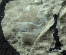 Goniodromites species