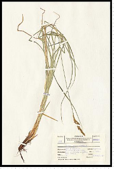 Carex paniculata L.