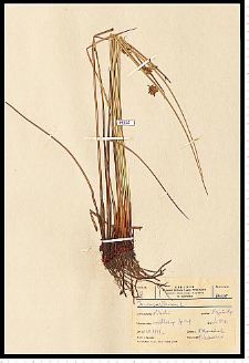 Juncus effusus L.