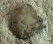 Tanidromites sculpta