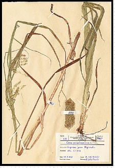 Carex pseudocyperus L.