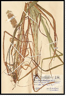 Carex pseudocyperus L.