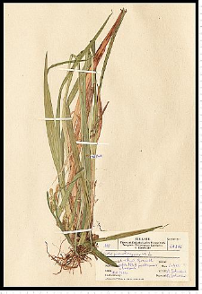 Carex pseudocyperus L.
