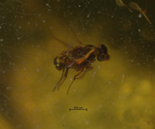 Dolichopodidae