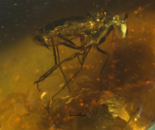 Dolichopodidae