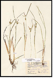 Carex lepidocarpa Tausch