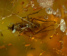 Dolichopodidae