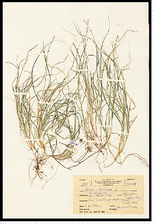 Carex loliacea L.