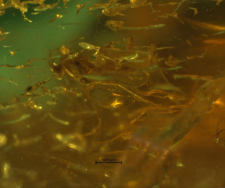 Sciaridae