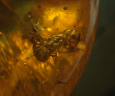 Formicidae