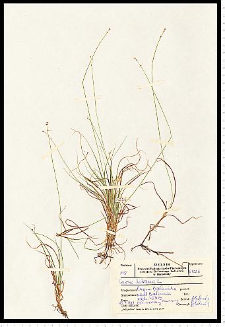 Carex loliacea L.
