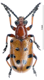 Crioceris duodecimpunctata (Linnaeus, 1758)