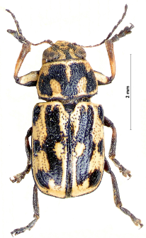 Pachybrachis sinuatus (M.E. Mulsant et C. Rey, 1859)