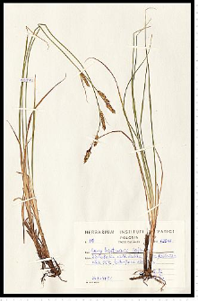 Carex hartmanii Cajander