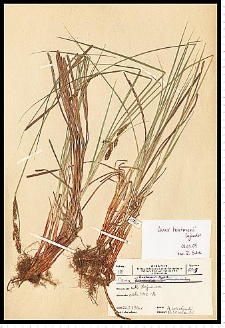 Carex hartmanii Cajander