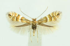 Phyllonorycter ulmifoliella (Hübner, 1817)