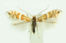 Phyllonorycter ulmifoliella (Hübner, 1817)