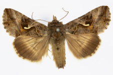 Autographa gamma