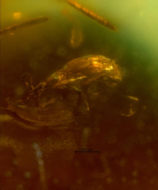 Scydmaenidae