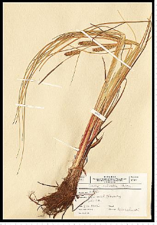 Carex rostrata Stokes
