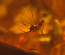 Sciaridae