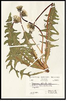 Taraxacum officinale F. H. Wigg.