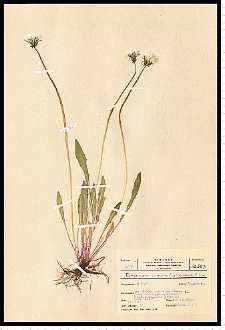 Taraxacum palustre (Lyons) Symons