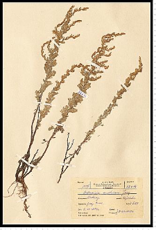 Artemisia austriaca Jacq.