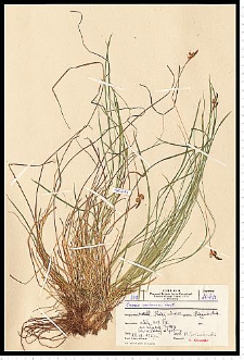 Carex umbrosa Host