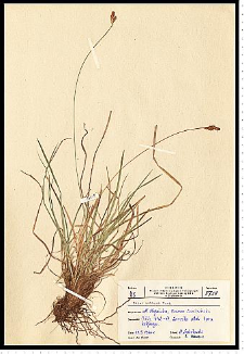 Carex umbrosa Host