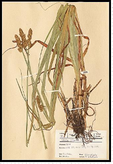Carex vulpina L.